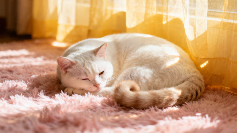 阳光下的白猫酣睡粉毯上图片