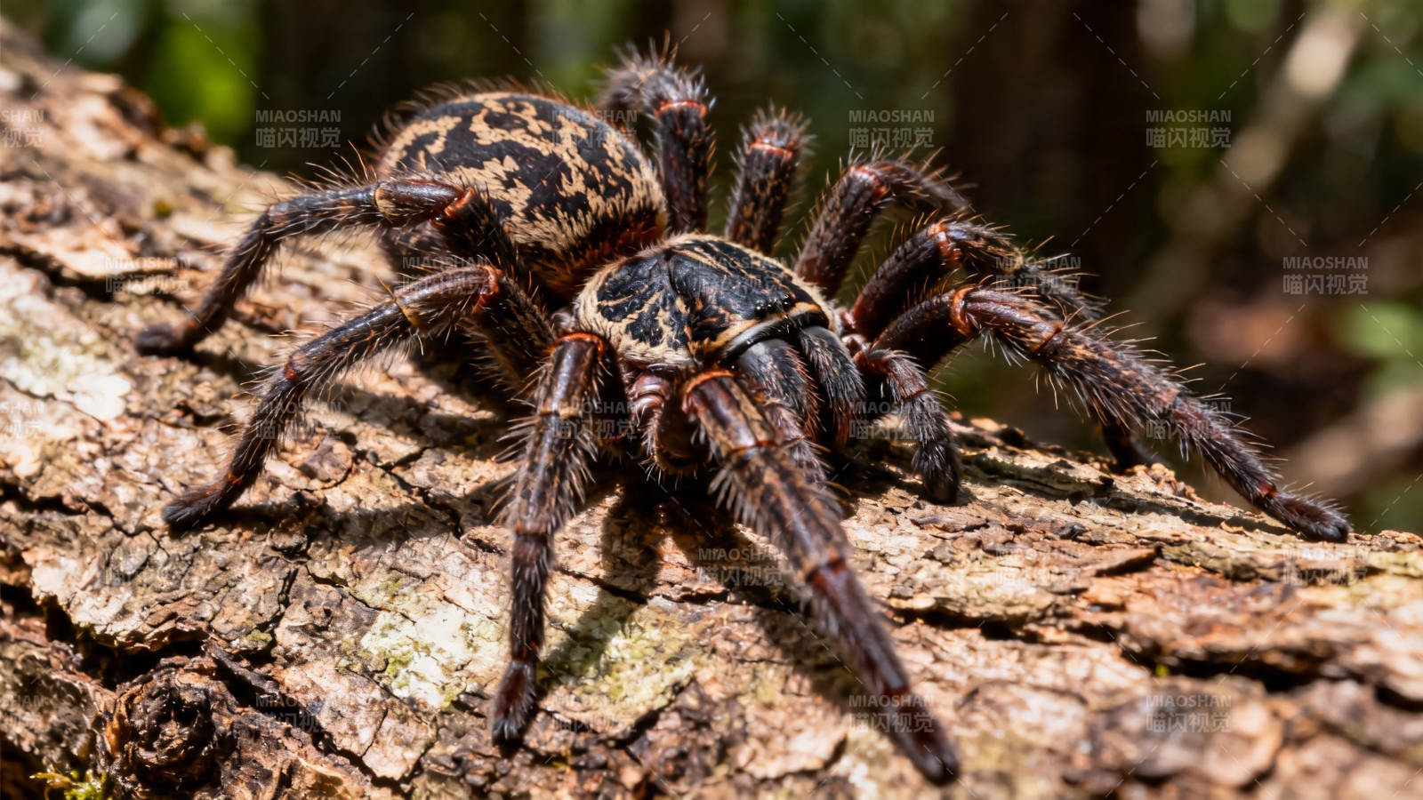 树栖狼蛛特写图片