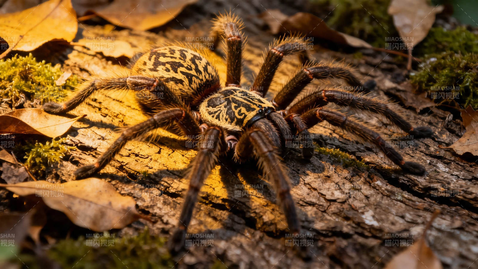林间巨蛛 落叶苔痕伴行图片