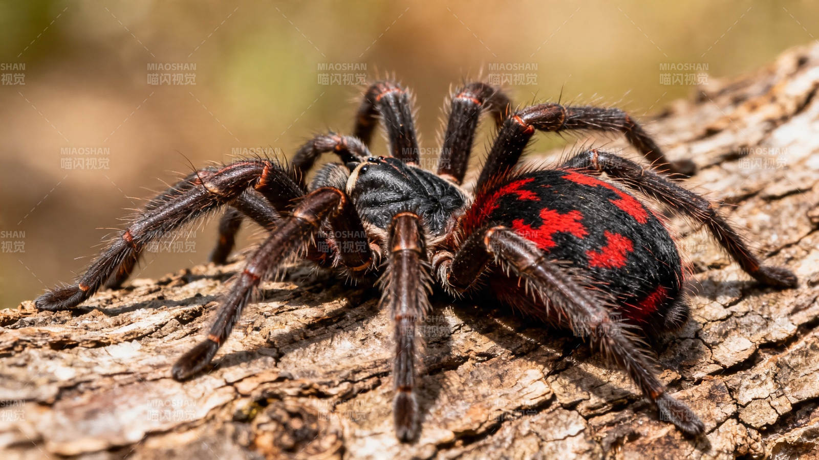 红黑蛛栖树皮上图片