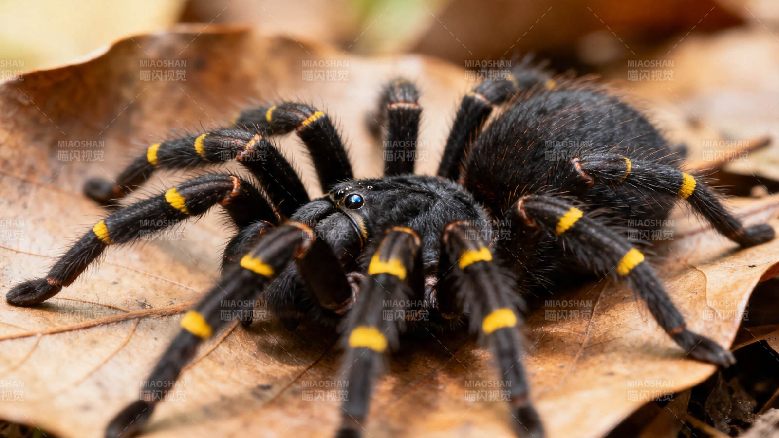 黑黄条纹蜘蛛栖落叶上图片