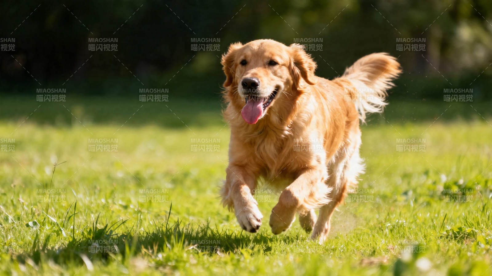 金毛犬草地上欢快奔跑图片