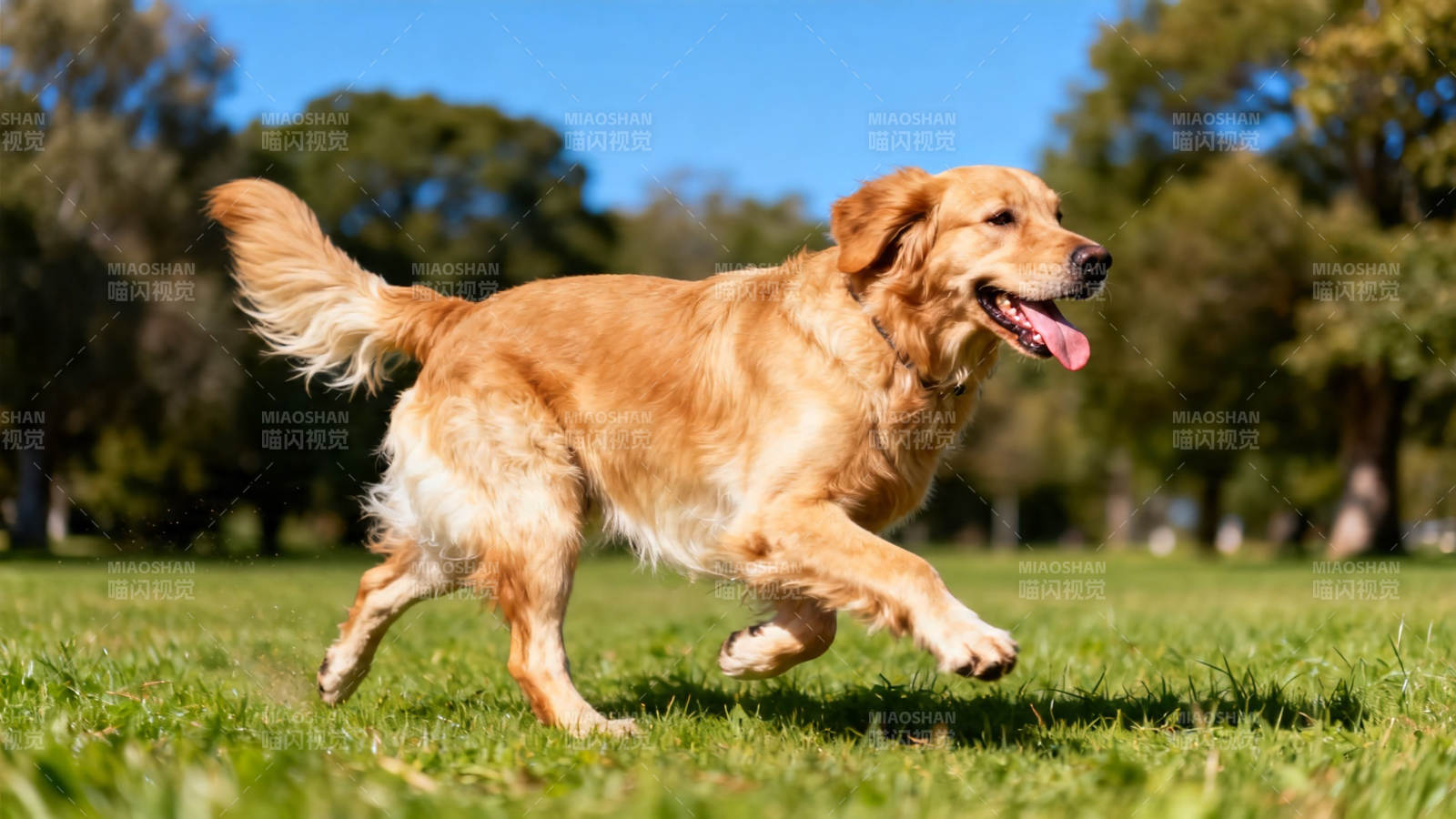 金毛犬草地奔跑图片