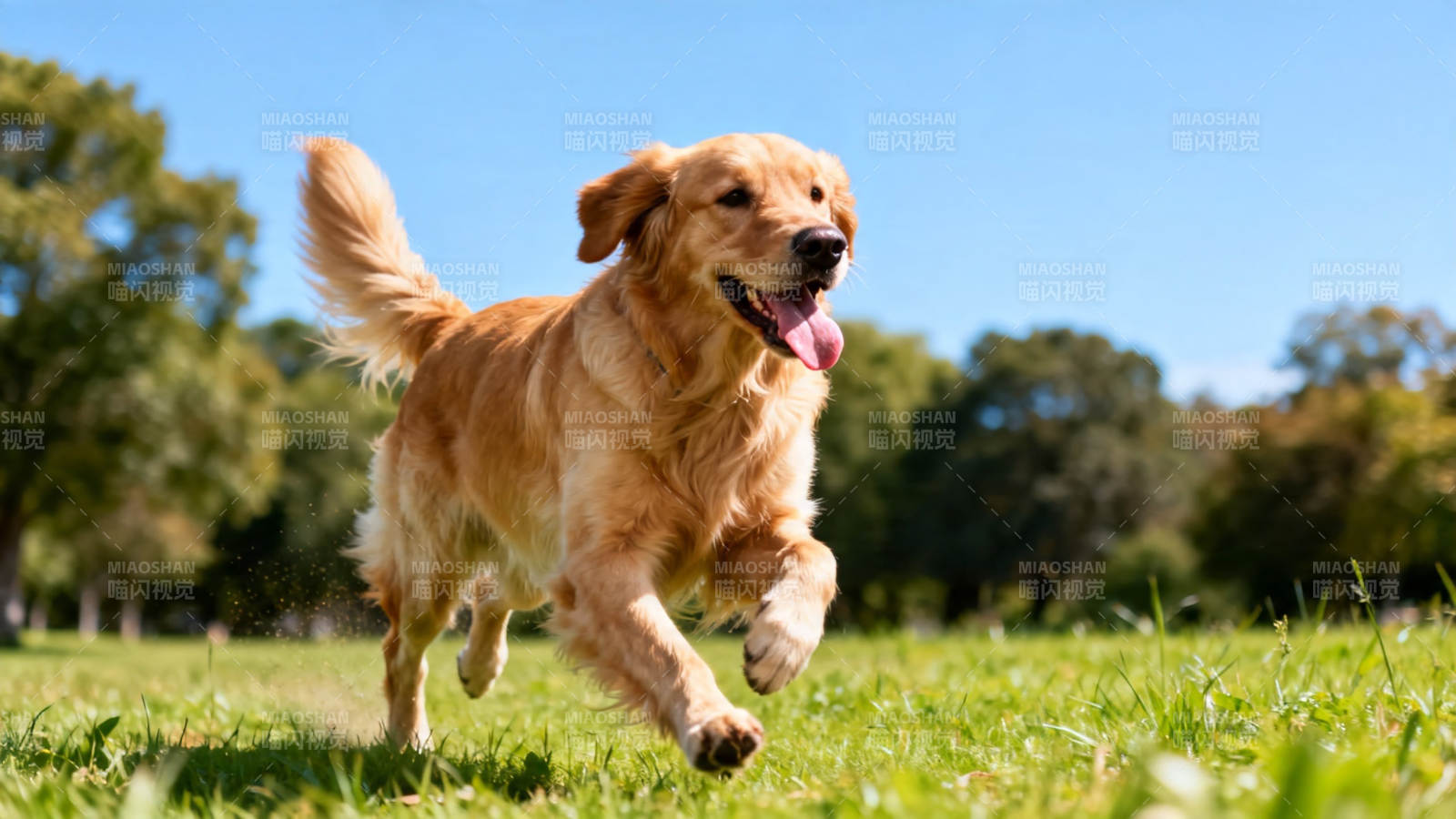 金毛奔跑 快乐无限图片
