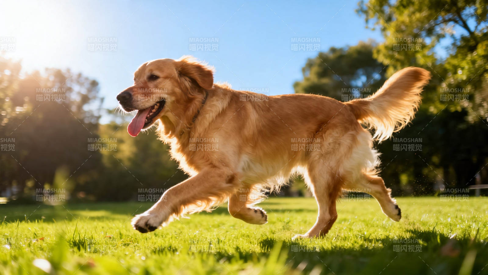 金毛犬阳光下奔跑嬉戏图片