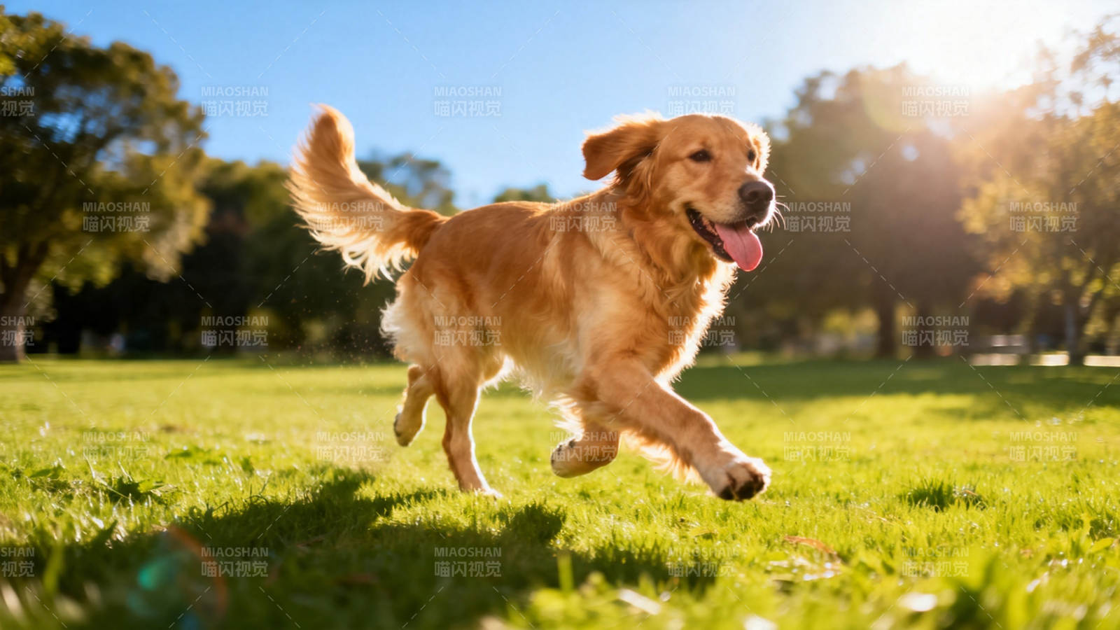 阳光下的金毛奔跑图片