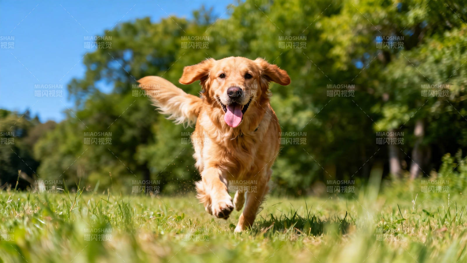 金毛奔跑 快乐无边图片