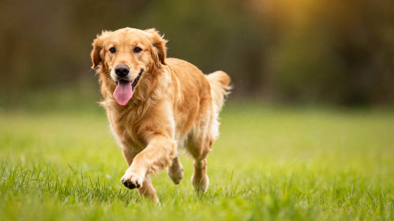 金毛犬草地奔跑图片