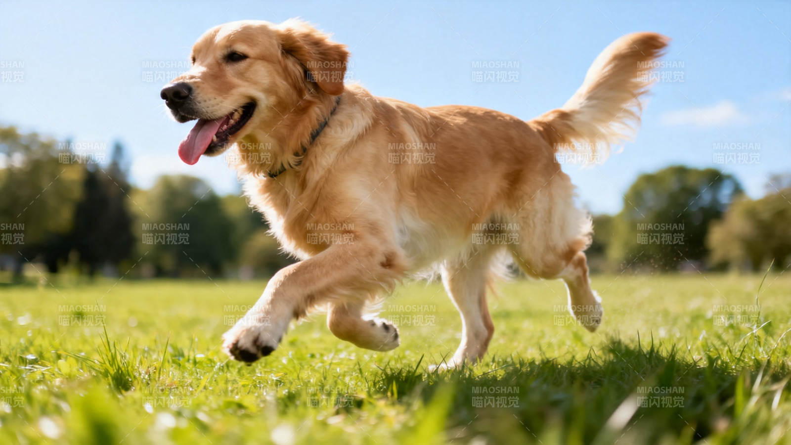 金毛奔跑 快乐无边图片