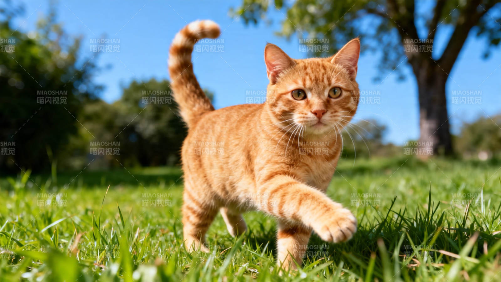 橘猫草地漫步 阳光正好图片