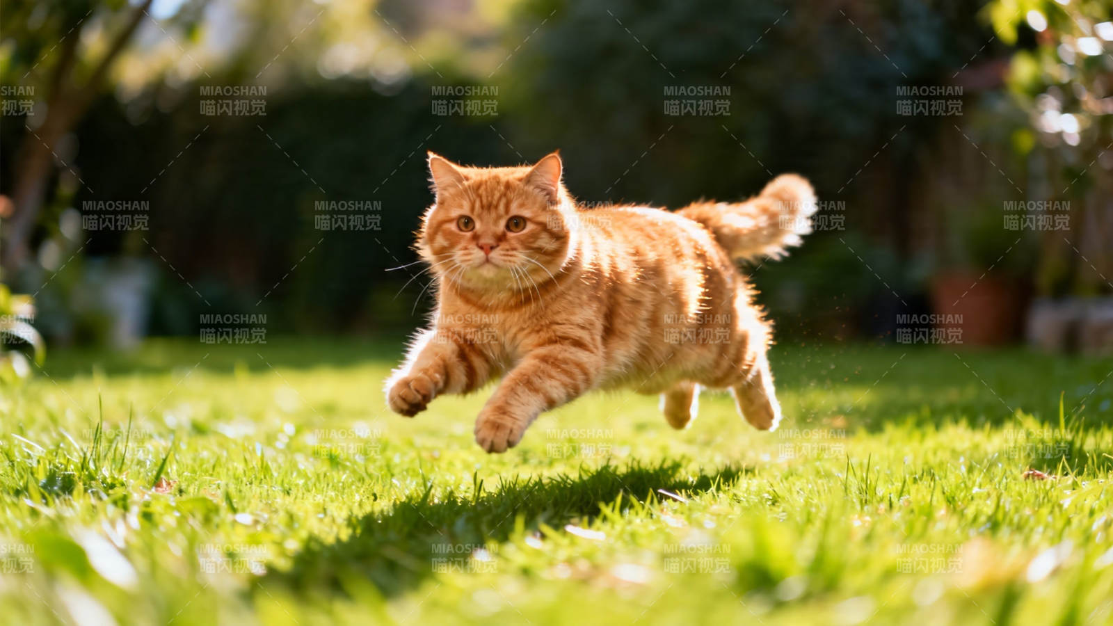 橘猫跃草间 阳光伴飞身图片