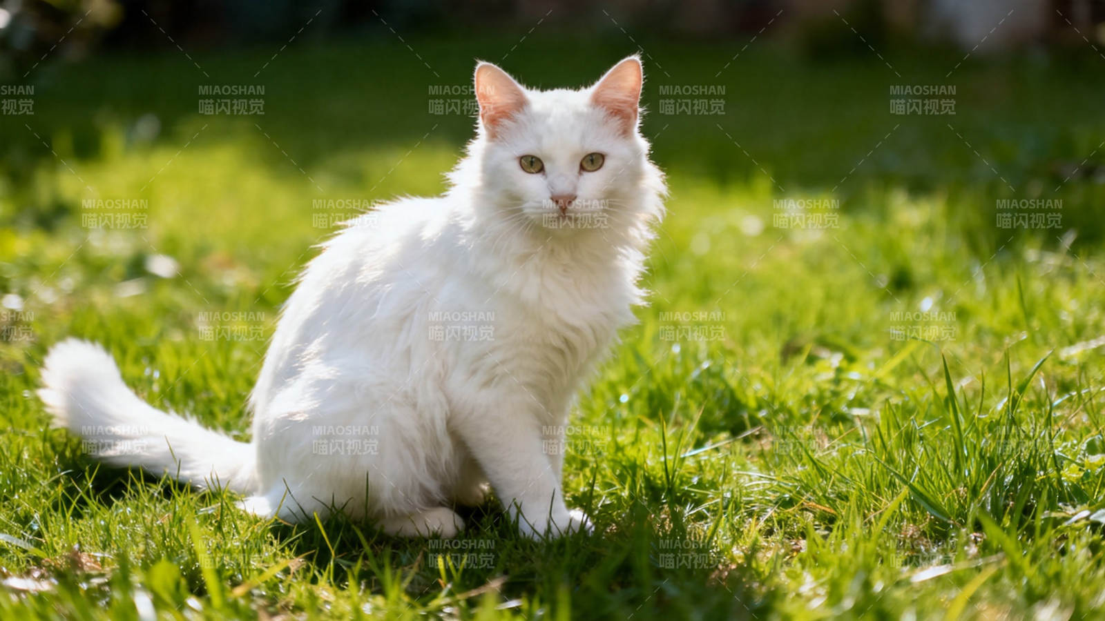 白猫坐草地 阳光暖融融图片