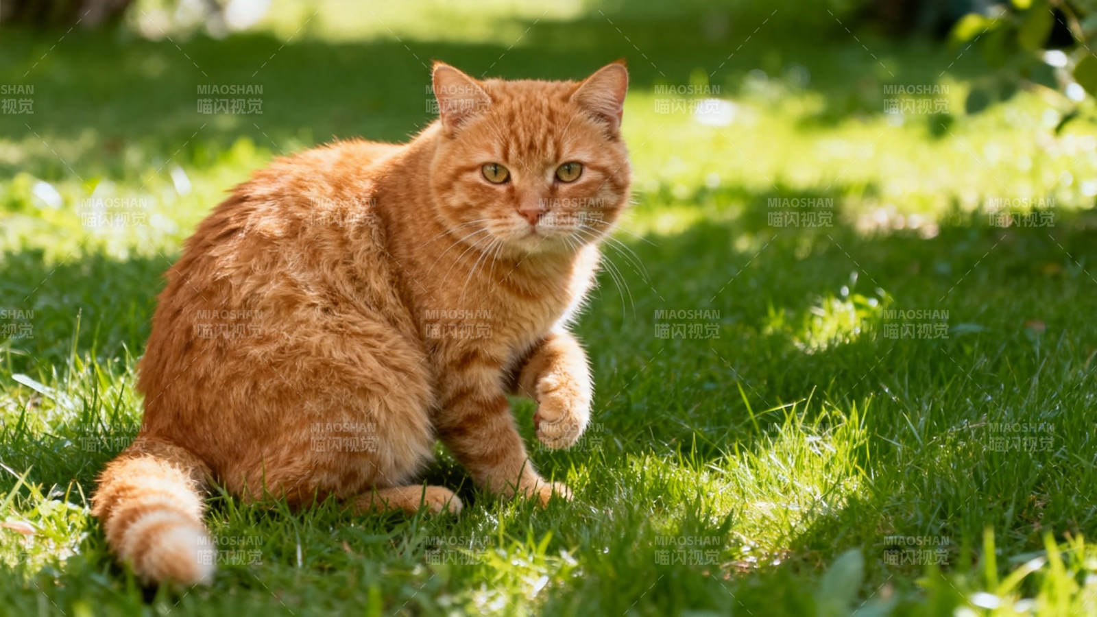 橘猫坐草地 阳光洒满身图片