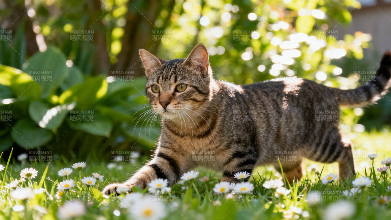 花丛中的虎斑猫图片