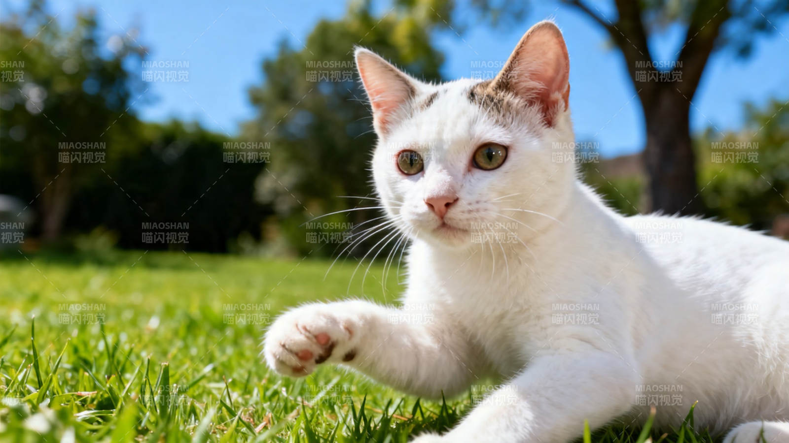 白猫草坪上伸爪卖萌图片