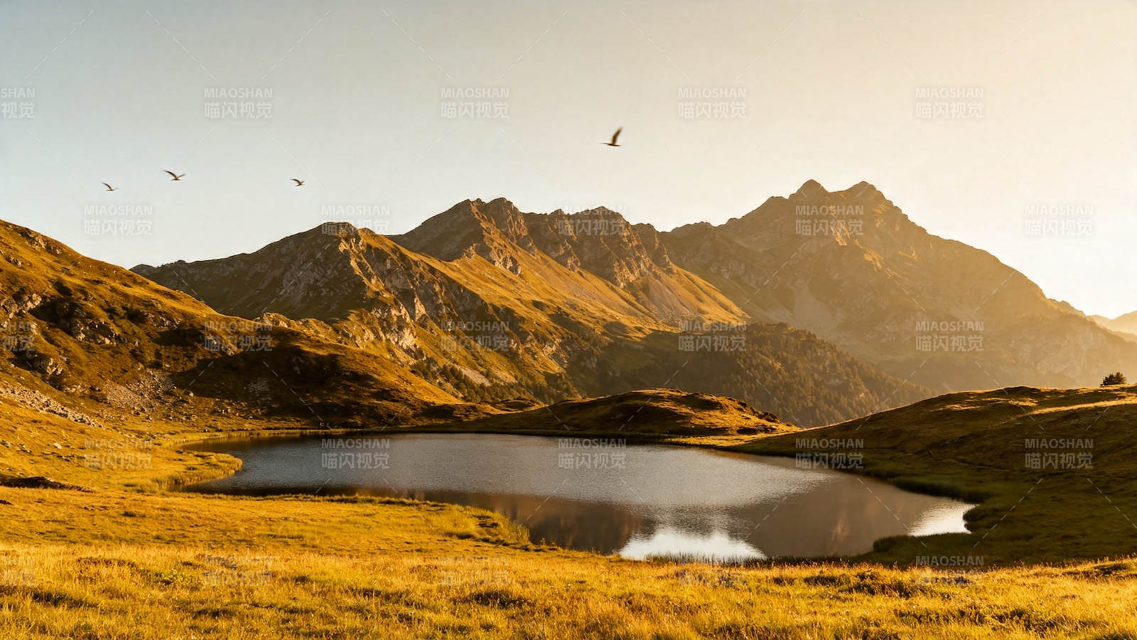 山湖夕照 飞鸟掠金野图片