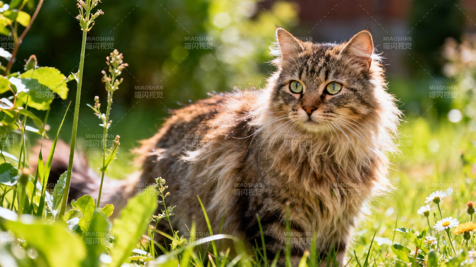草丛中的长毛猫凝视远方图片