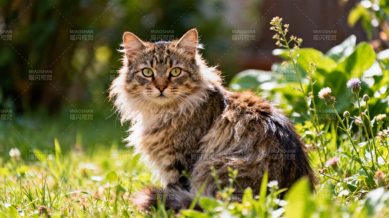 草地上毛茸茸的猫图片