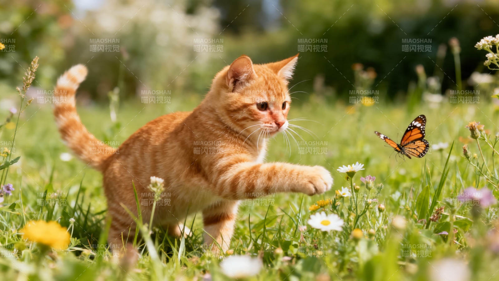 橘猫扑蝶 花间童趣图片