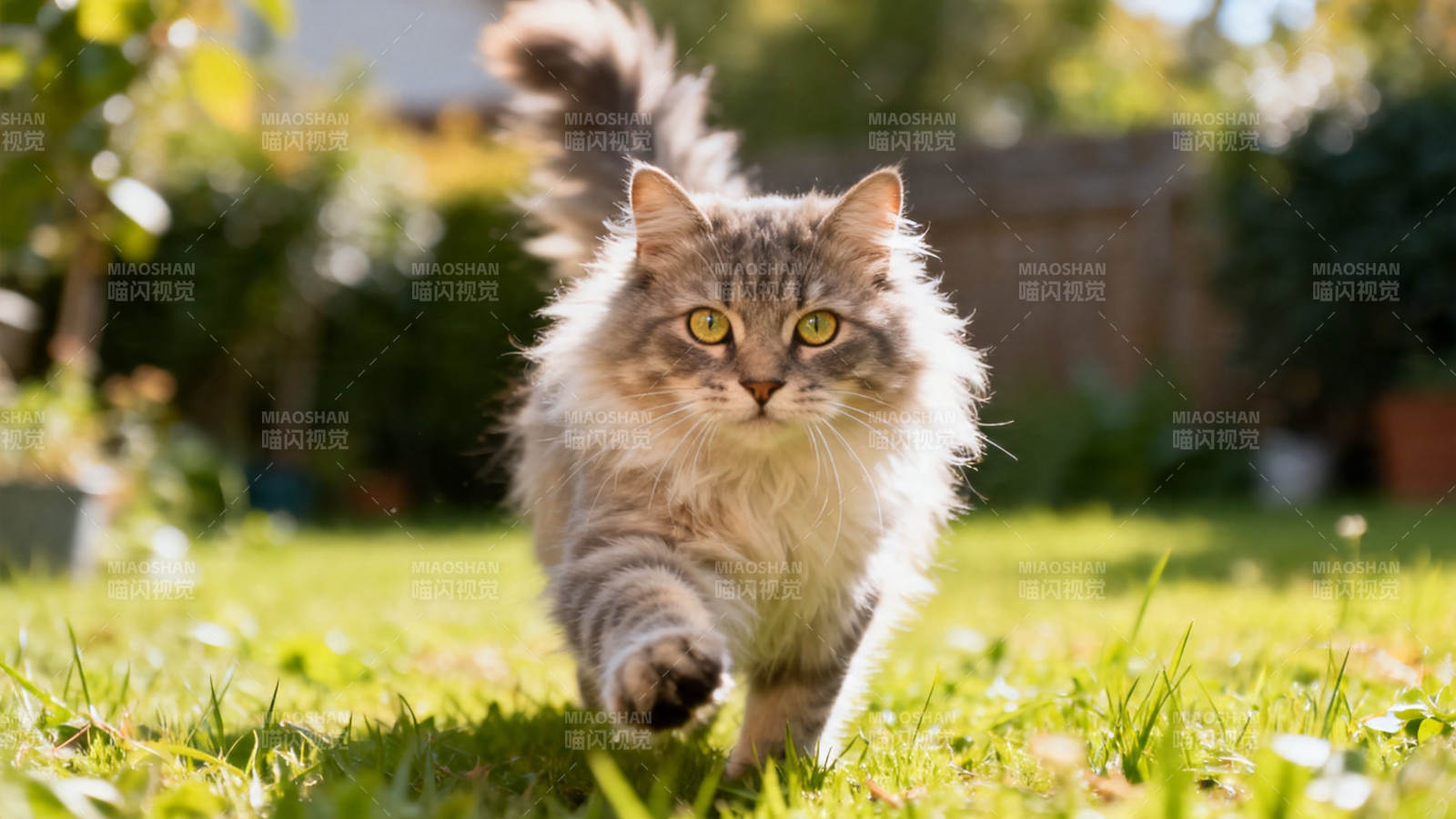 草地上的长毛猫正走来图片