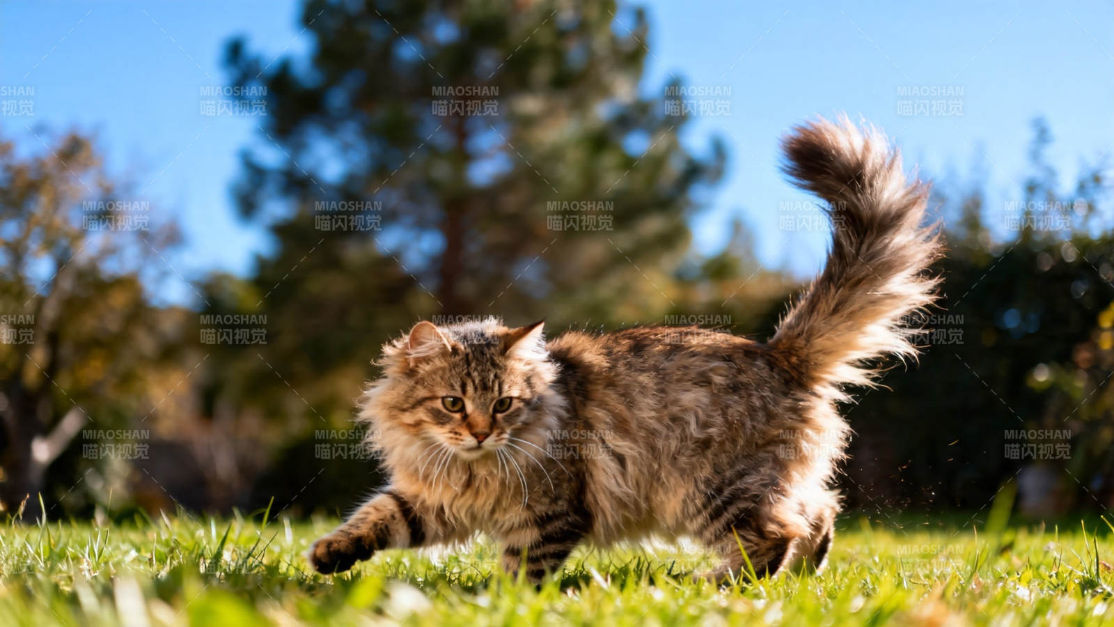 阳光下的毛茸茸小猫图片