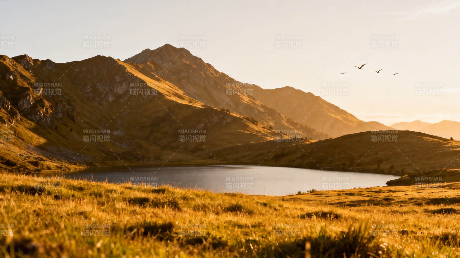 夕阳山湖 飞鸟掠金野图片
