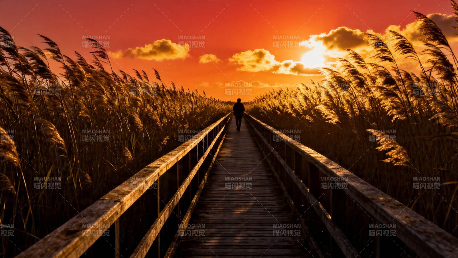 夕阳芦苇径 孤影向光行图片