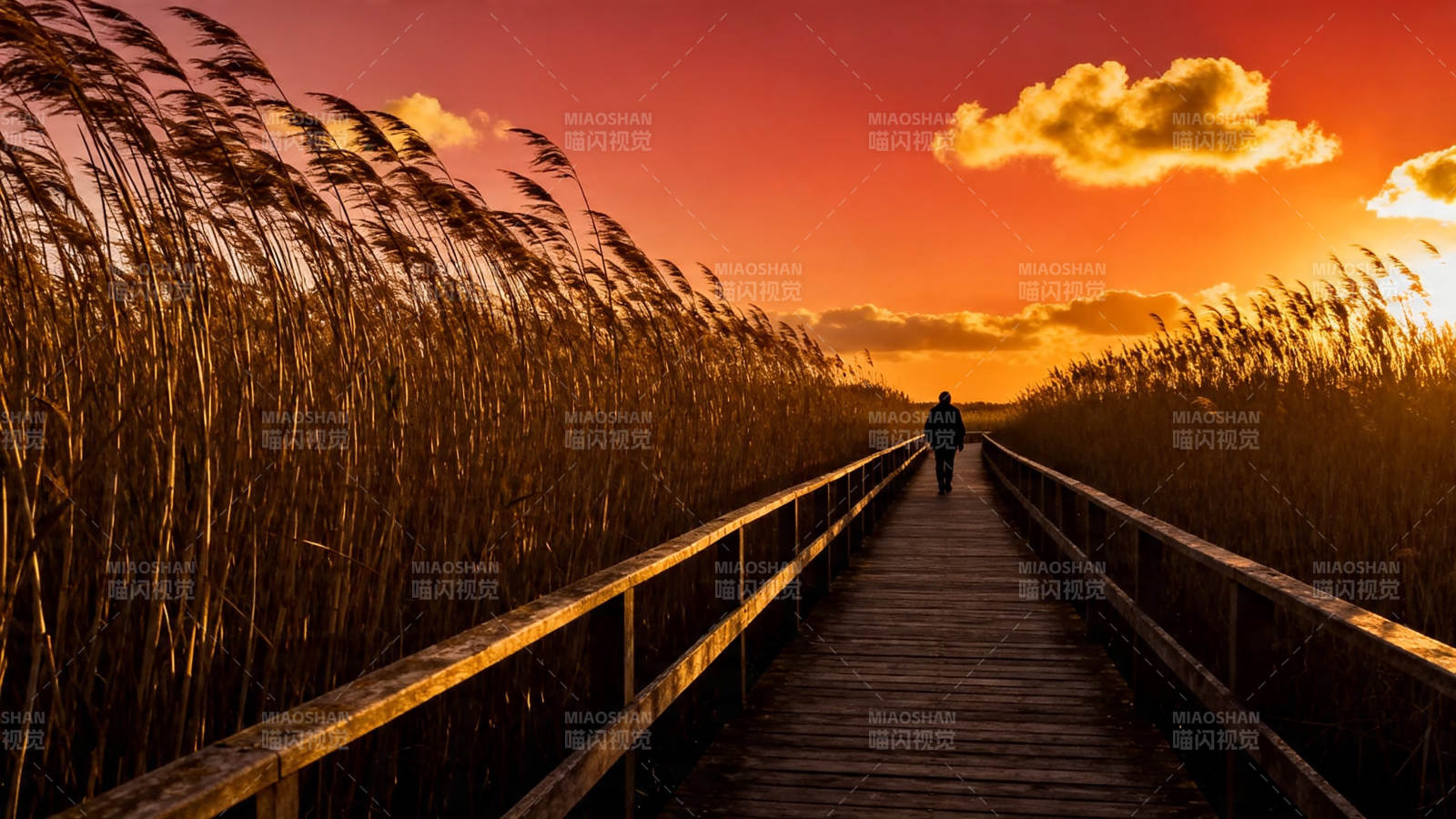 夕阳栈道 一人独行芦苇间图片
