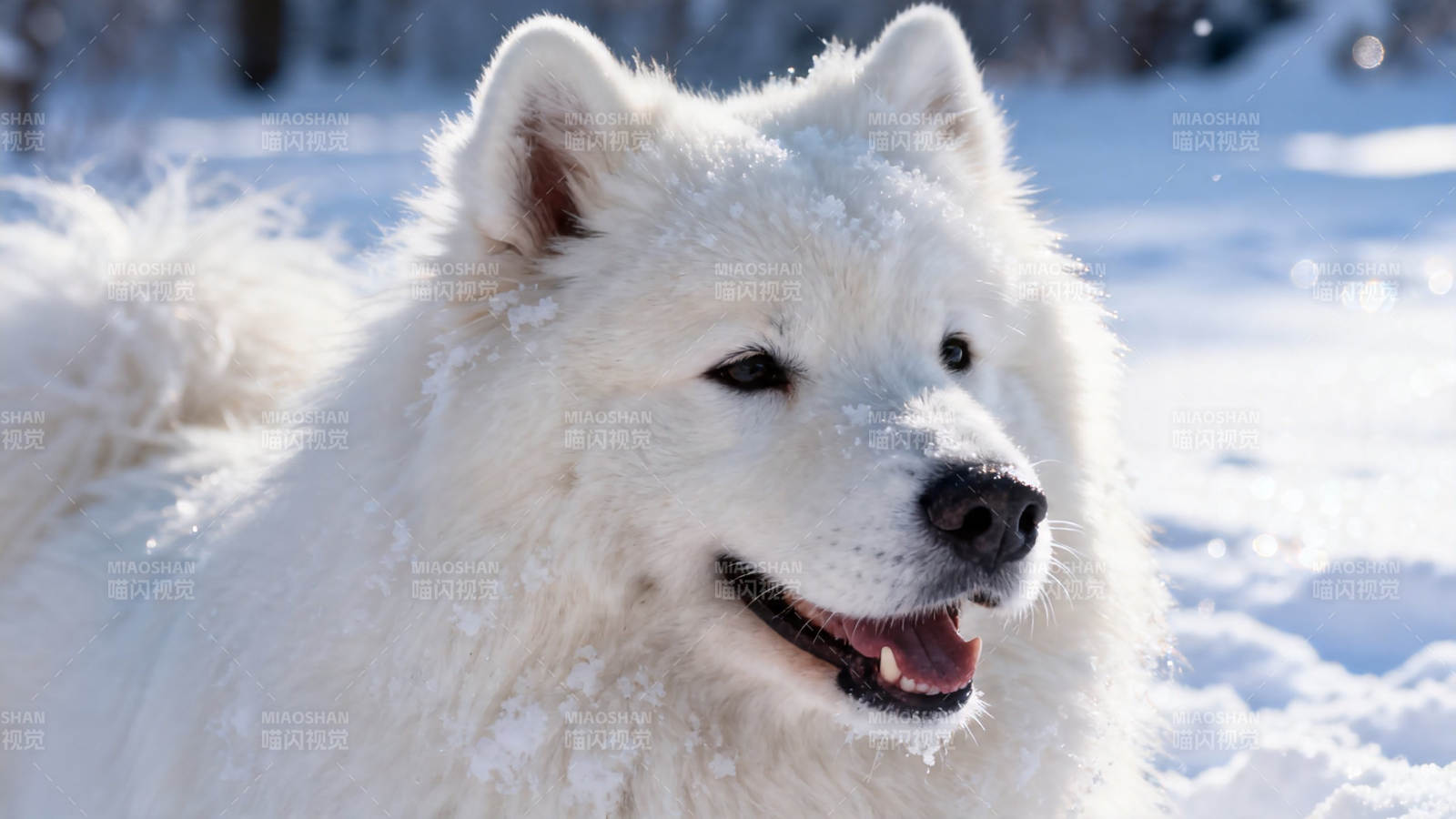 雪地里微笑的萨摩耶犬图片