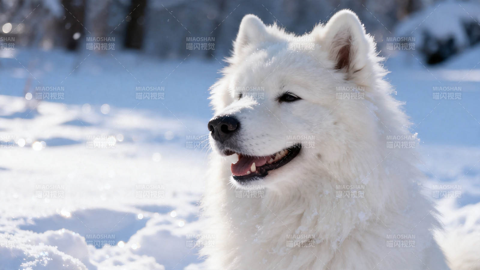 雪地里微笑的萨摩耶犬图片