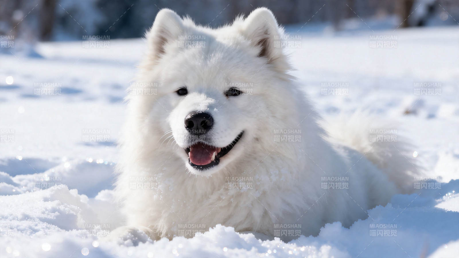 雪地里微笑的萨摩耶犬图片