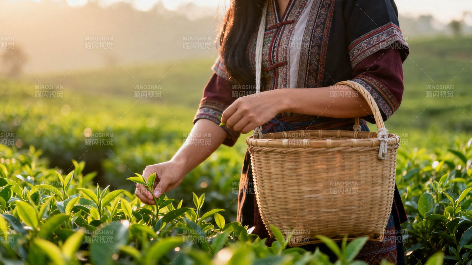 采茶女晨摘嫩叶 篮满香茗图片