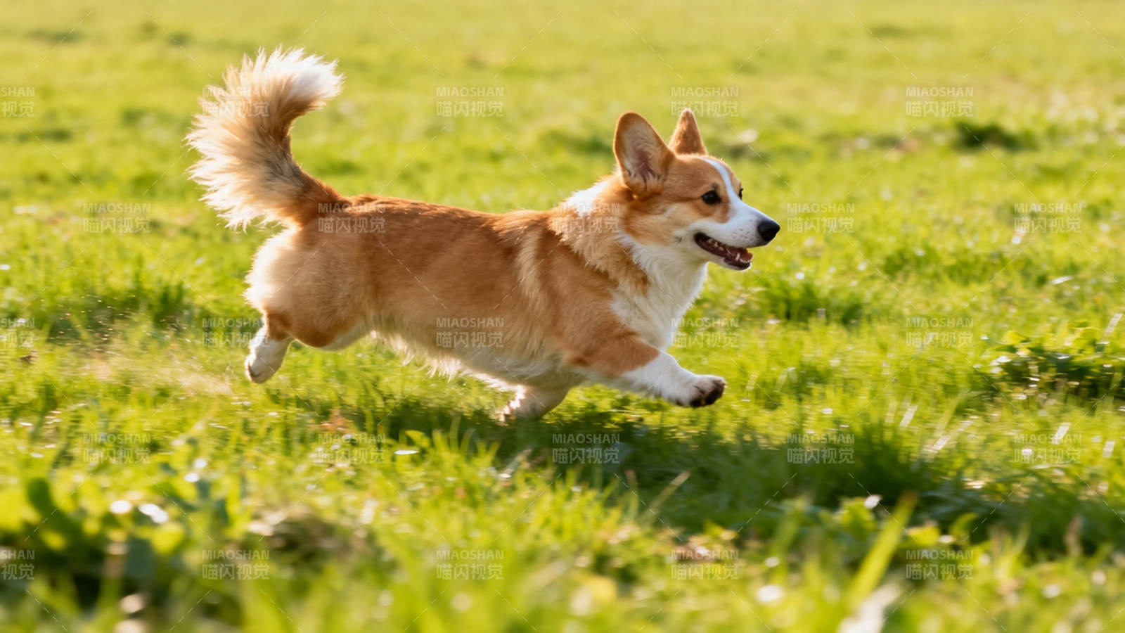 柯基奔跑绿草地图片