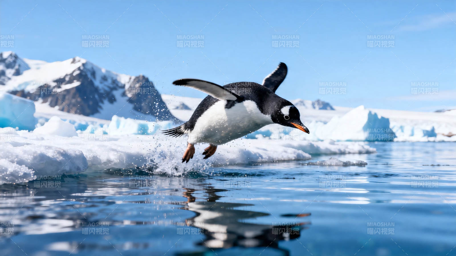 企鹅跃入冰海瞬间图片
