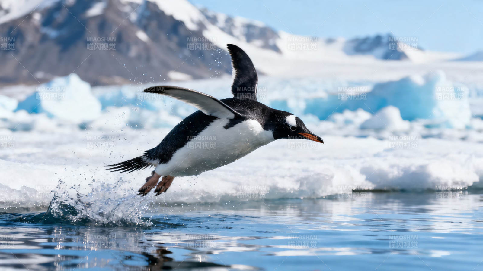 企鹅跃水 冰山为背景图片