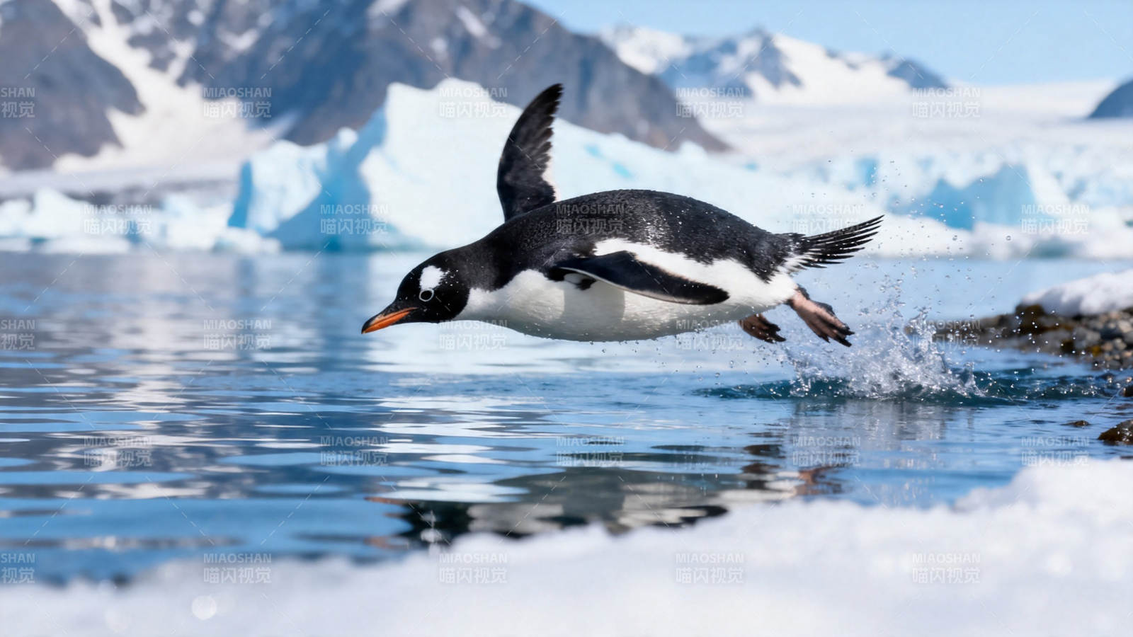 企鹅跃入冰海瞬间图片