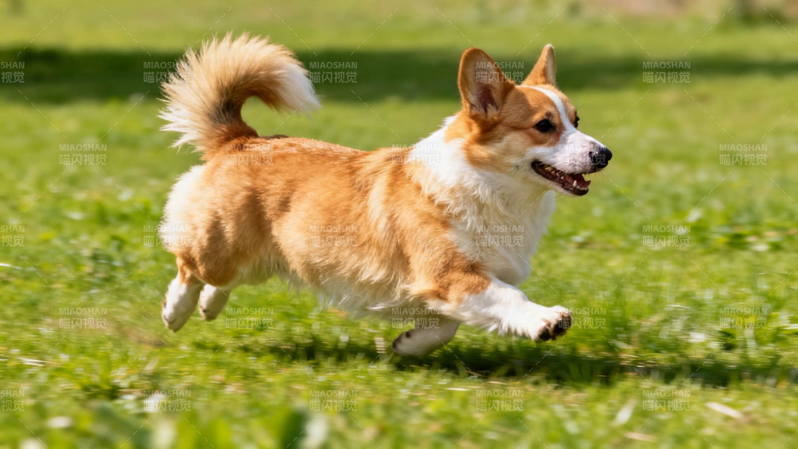 柯基奔跑在绿草地上图片