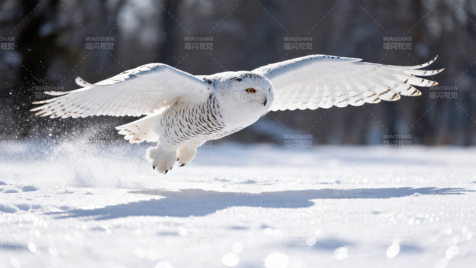 雪鸮展翅掠雪飞图片