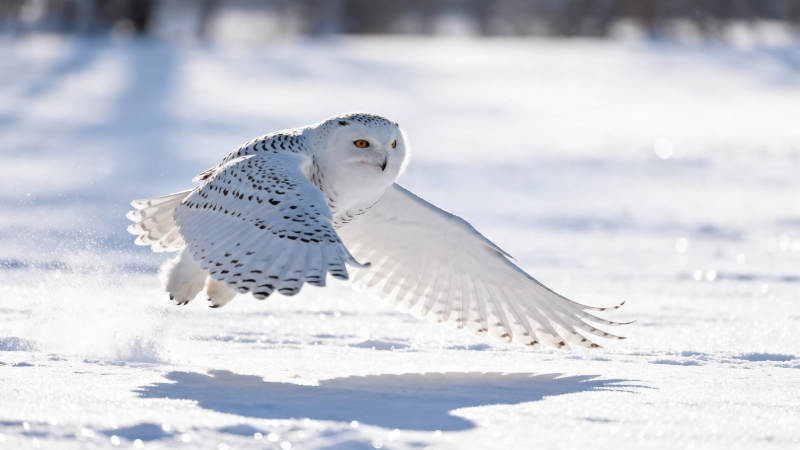 雪鸮展翅掠雪原图片