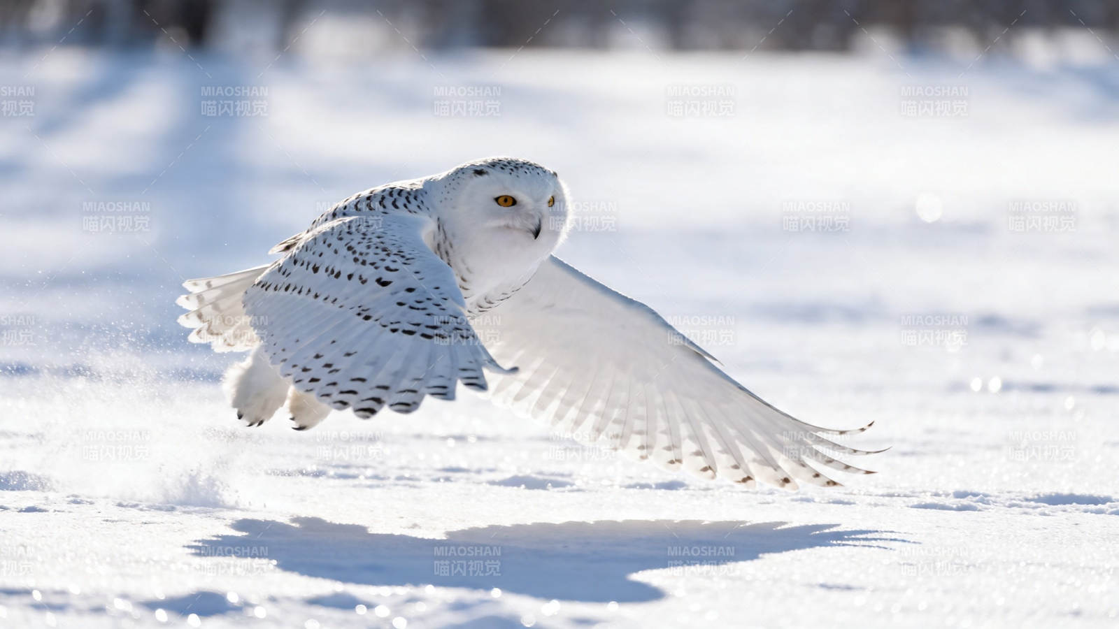 雪鸮展翅掠雪原图片