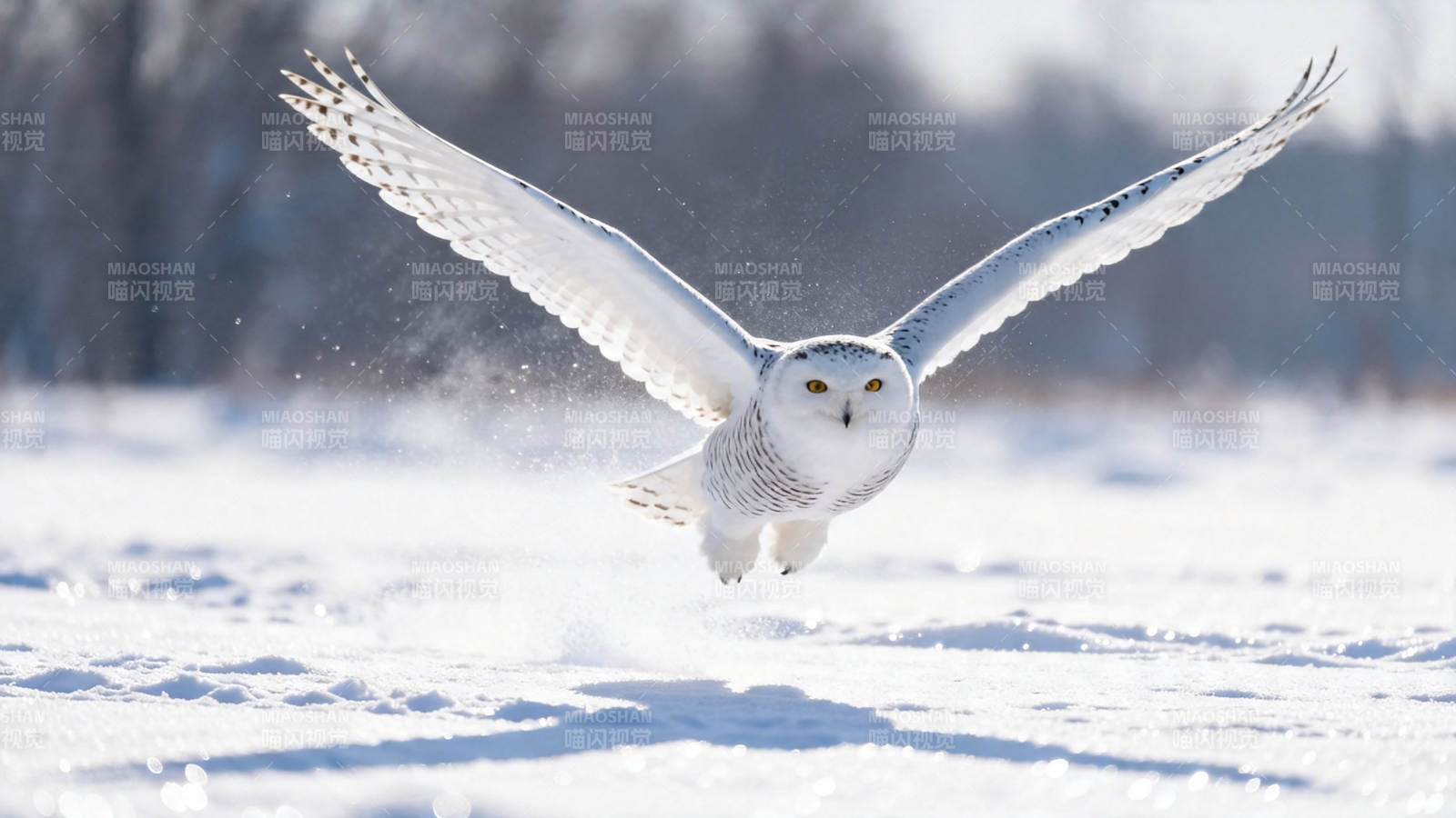雪鸮展翅掠雪地图片