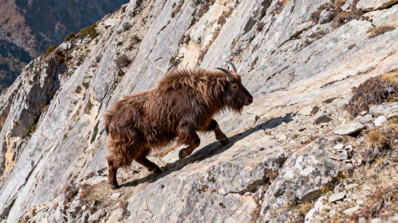 山羊攀岩 矫健如飞图片