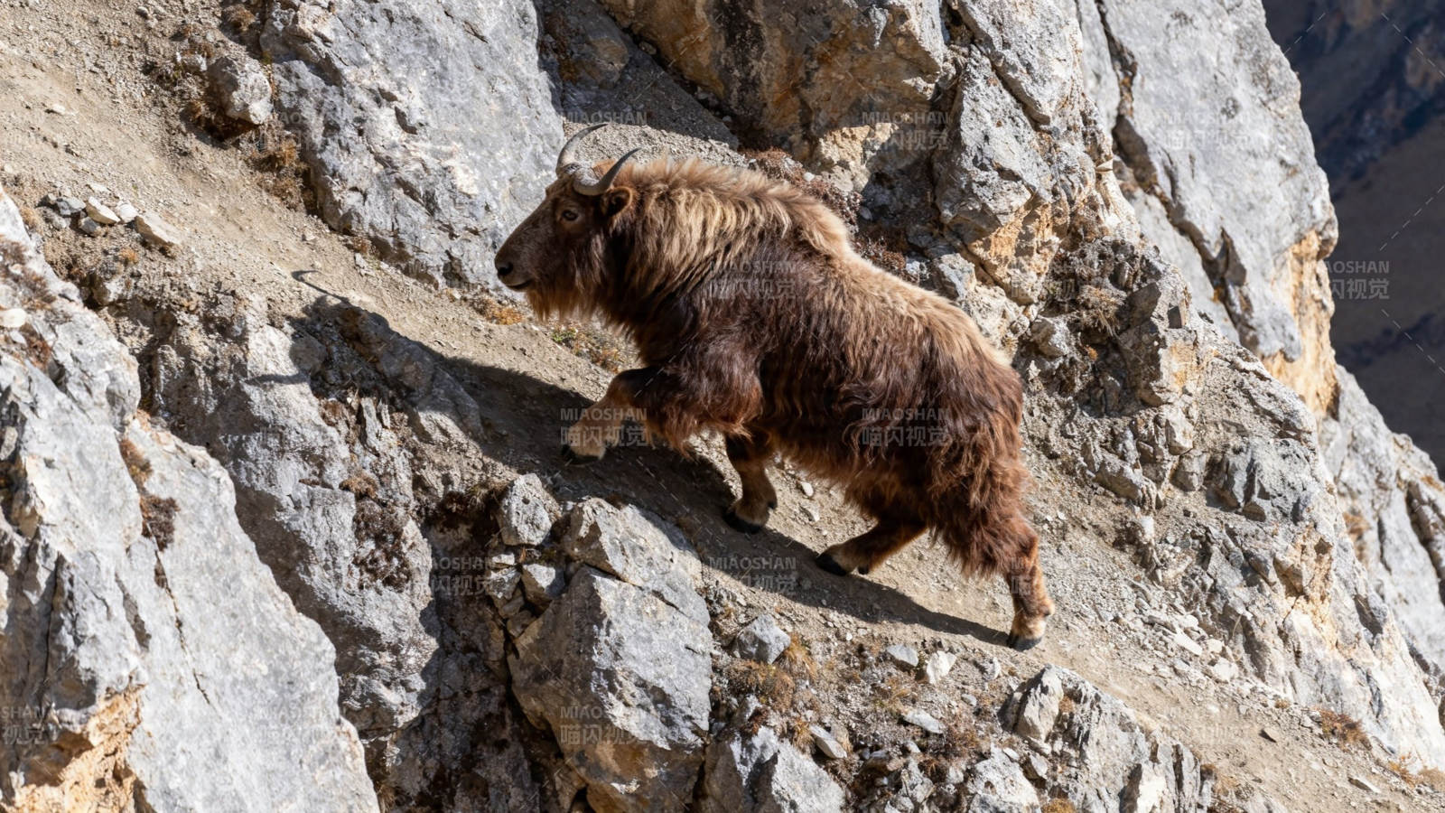 岩壁上的野山羊攀爬图片
