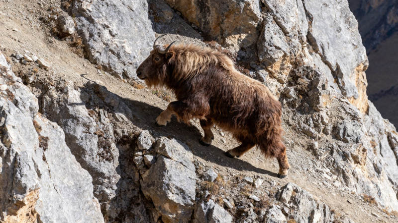 岩壁上的野山羊攀爬图片
