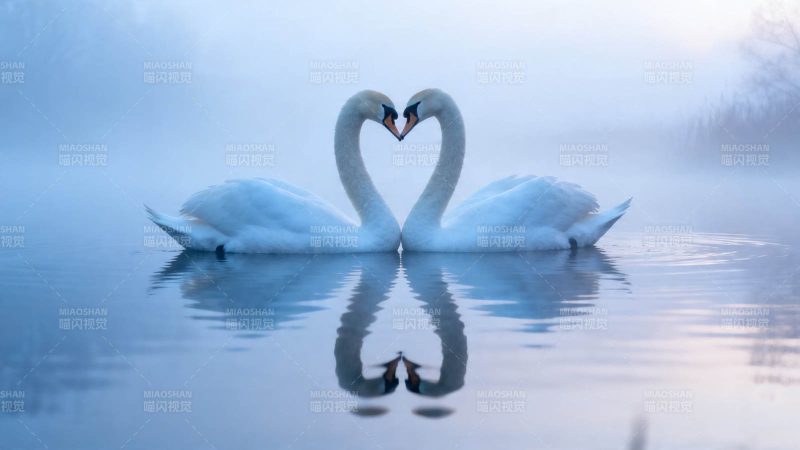 天鹅心形倒影 雾中浪漫图片