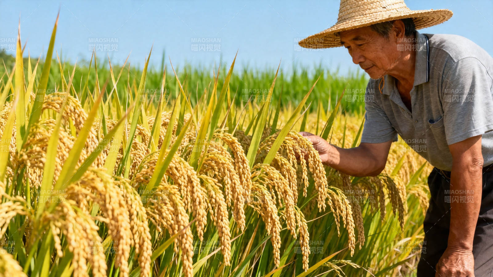 农人 inspect 稻穗丰收景图片