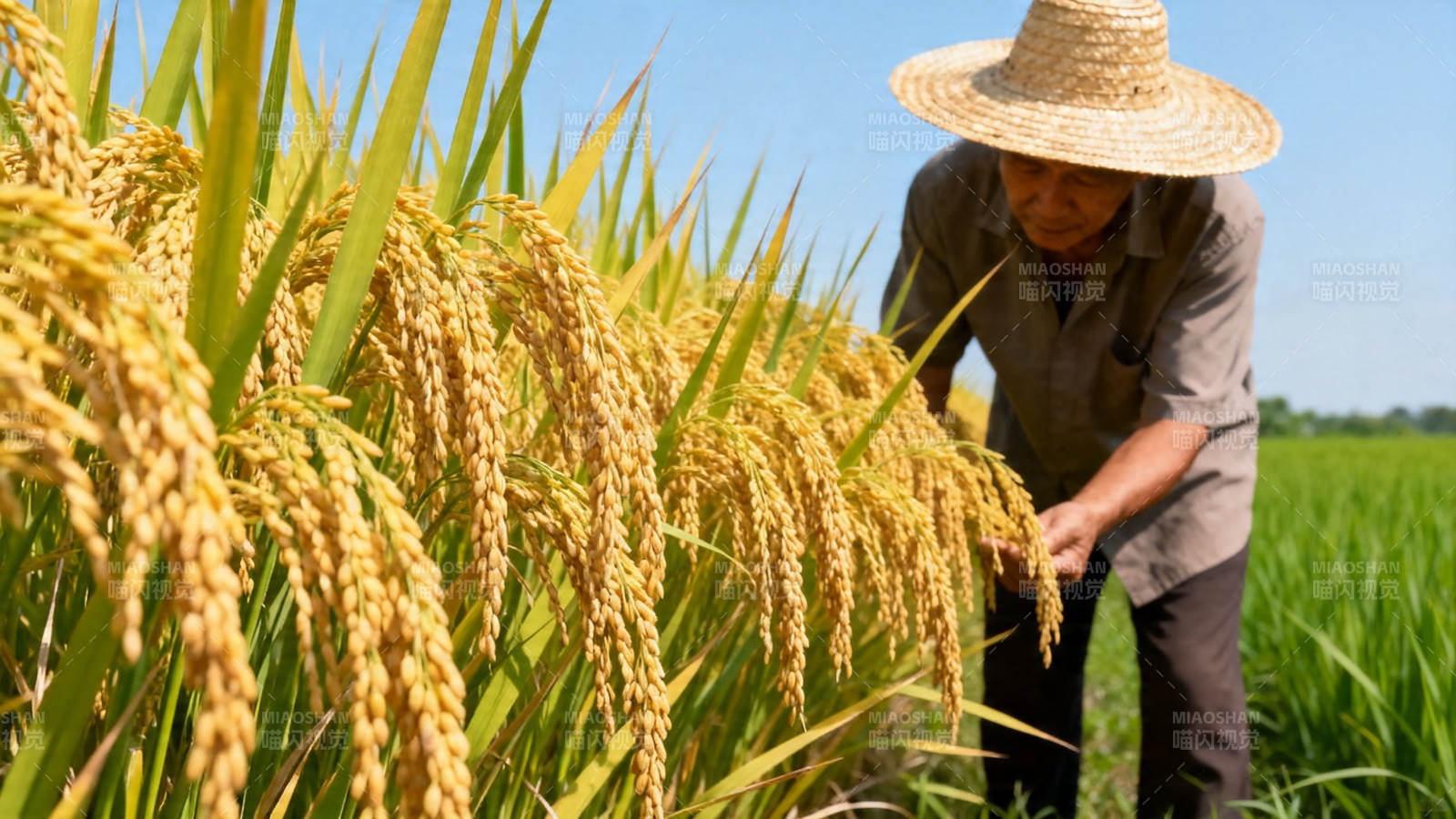 农人察稻穗 丰收在望时图片