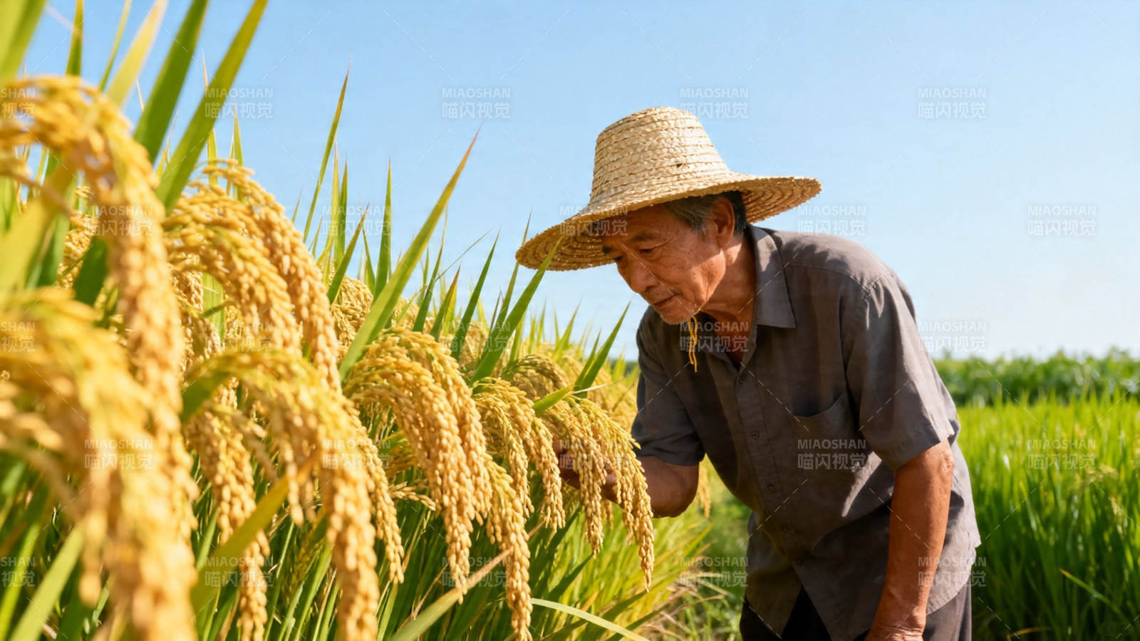 农人俯身察稻穗图片