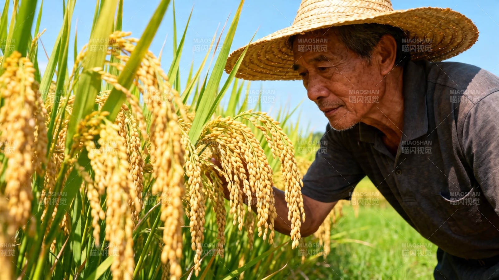 农人俯身察稻穗图片