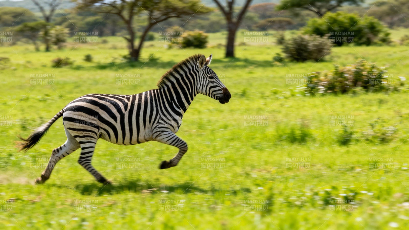 草原斑马飞奔图片